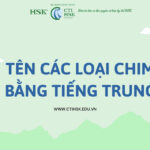 Từ vựng tiếng Trung chủ đề các loại Chim