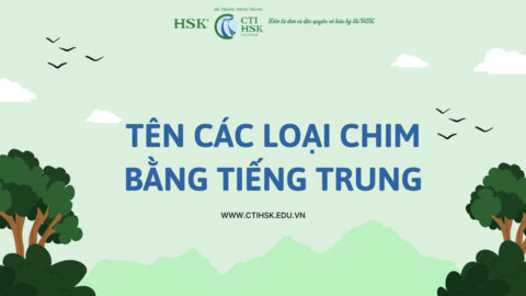 Từ vựng tiếng Trung chủ đề các loại Chim